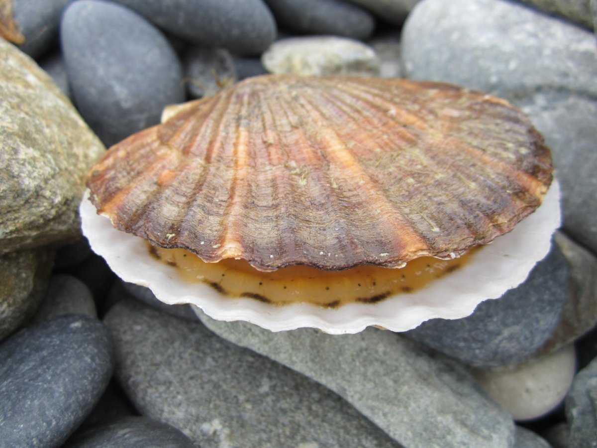 Морской гребешок – запеченный, маринованный, копченый, жульен, карпаччо и севиче с гребешком