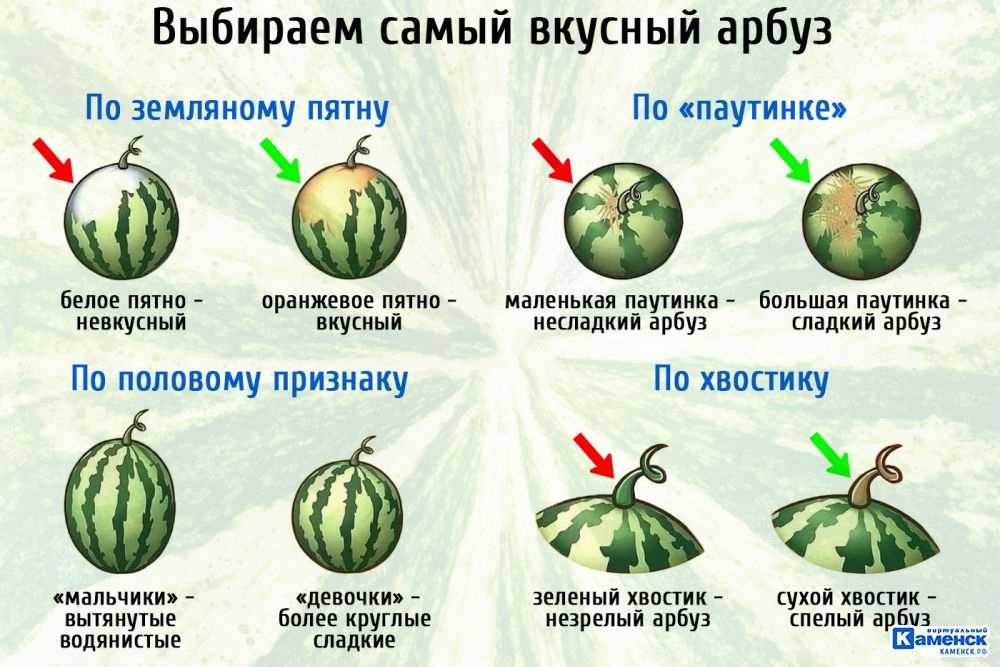 Как правильно выбрать дыню