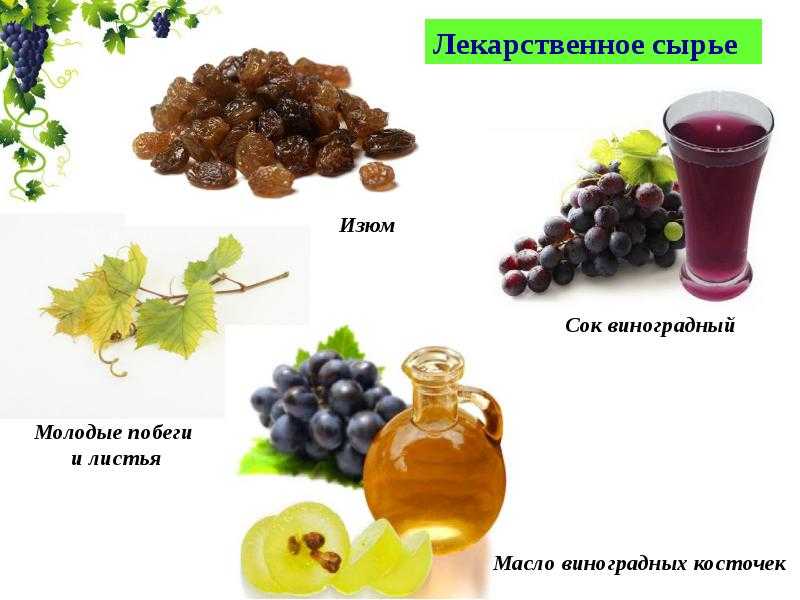 Польза и вред виноградной косточки для организма