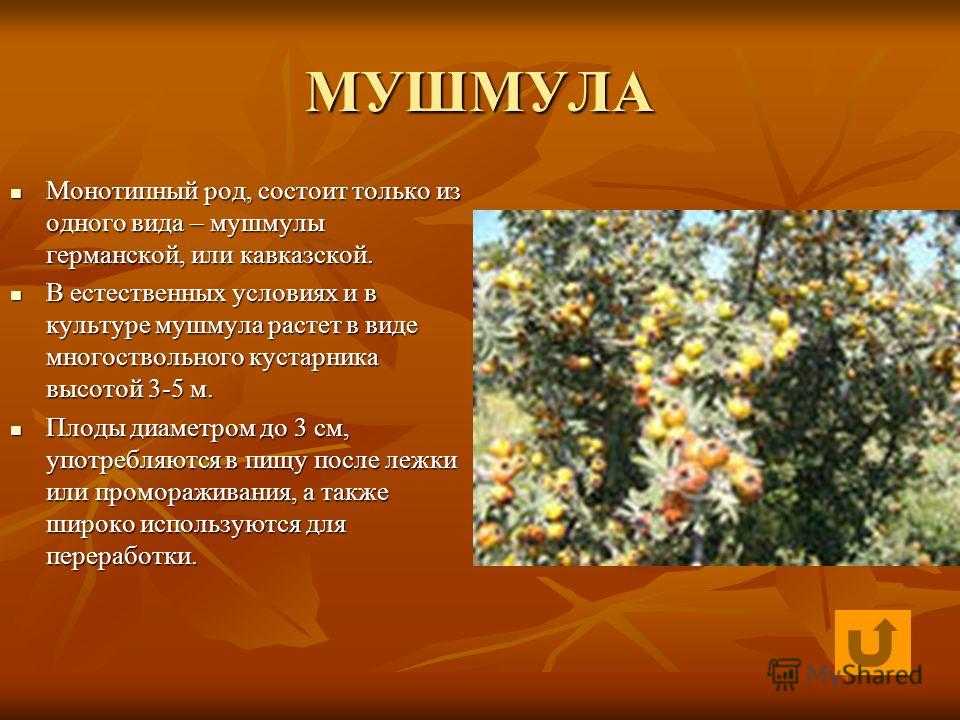 Джем из мандаринов без кожуры и с кожурой - рецепт с фото пошагово, видео
