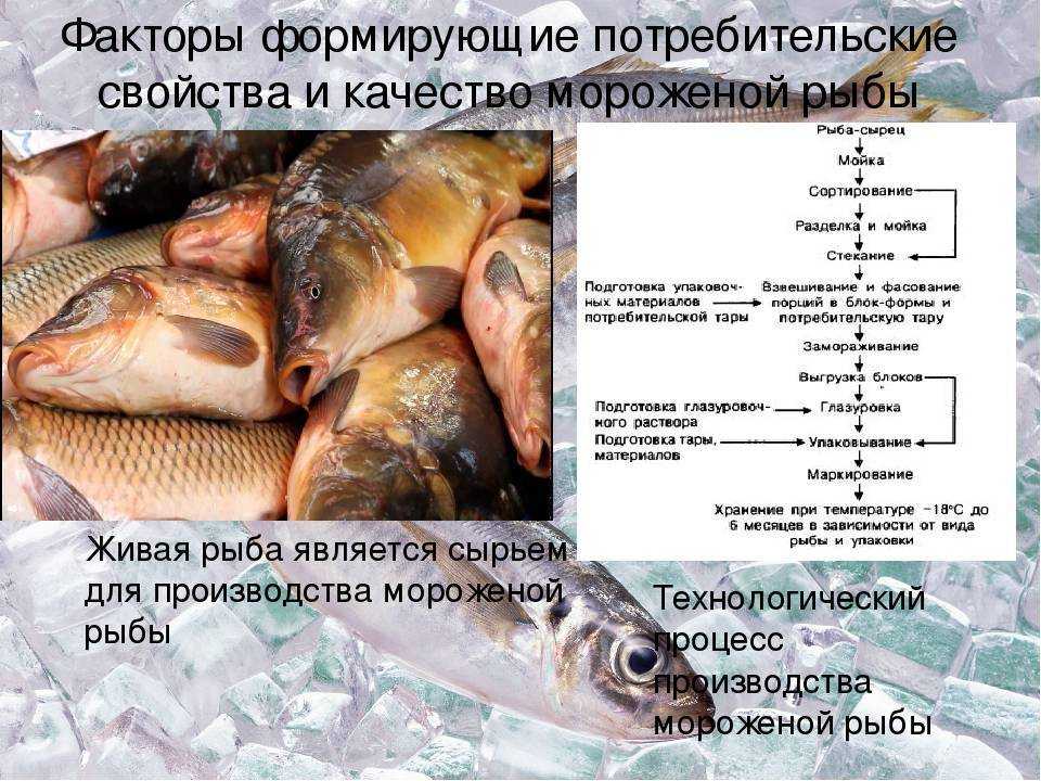 Оценка качества рыбы. Показатели качества рыбы. Показатели качества мороженой рыбы. Показатели качества мороженной рыбы. Показатели качества живой рыбы.
