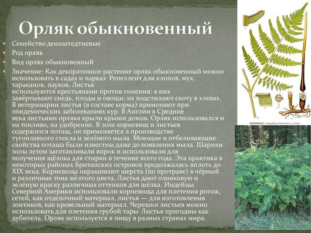 Когда нужно собирать папоротник Орляк для еды и засолки в 2023 году В каких регионах он растет, точное время сбора