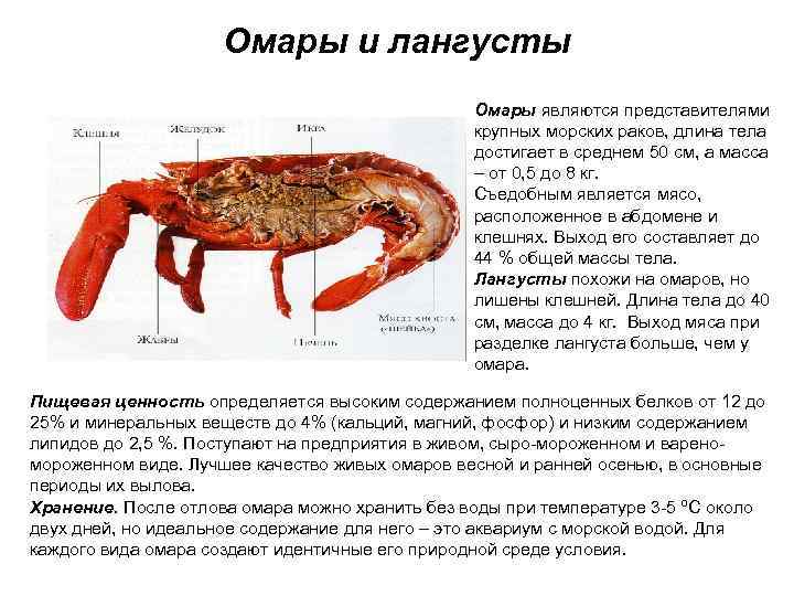 Как варить креветки в домашних условиях – простые способы, лучшие рецепты