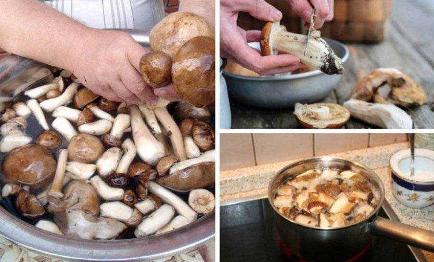 Грибы надо варить. Варка грибов. Вареные грибы. Вареные белые грибы. Отварить грибы.