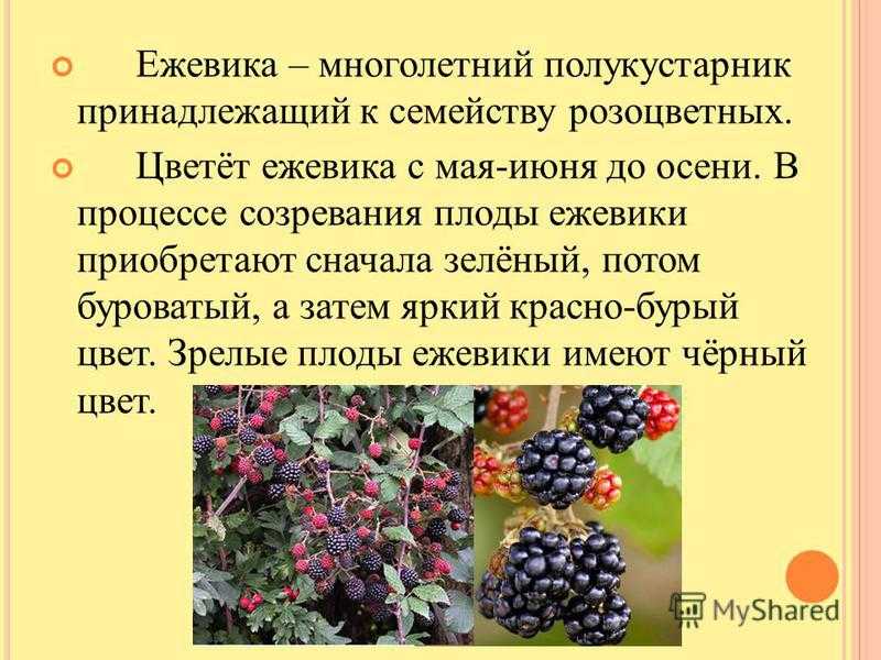Ягода похожая на чернику на кустах: названия съедобных вытянутых и продолговатых ягод, как называются длинные плоды, в чем отличие от голубики?_ | speakingflower.ru