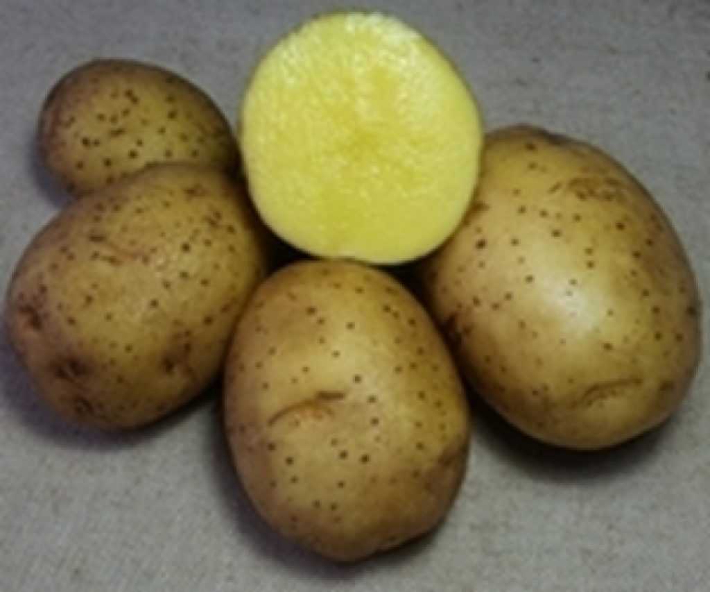 Картофель округлой формы