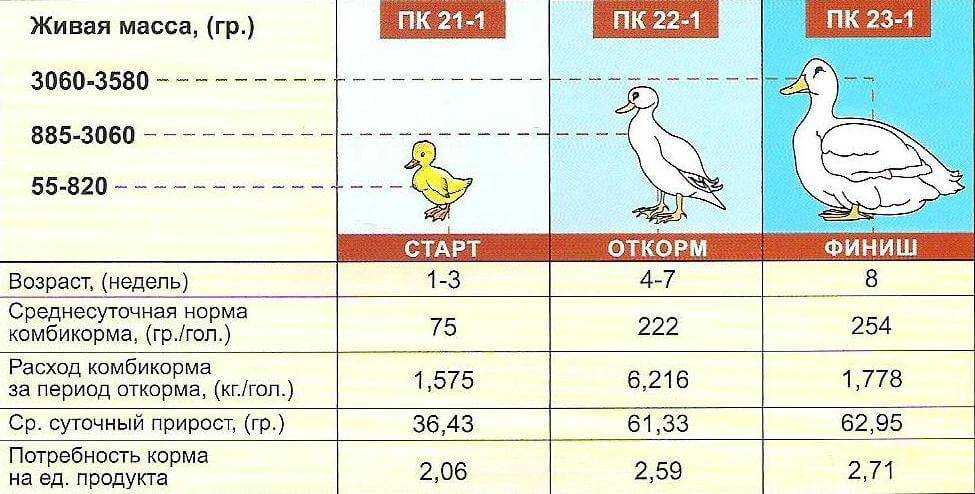 Сколько варить утиные сердца Время варки утиных сердец