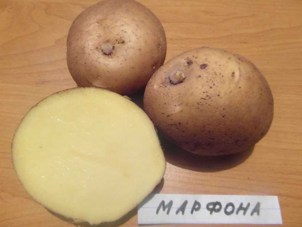 Самые рассыпчатые сорта картофеля для пюре. лучший картофель для жарки и салатов