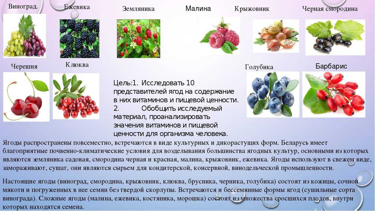 Какие овощи являются ягодами. Полезные ягоды. Ягоды с названиями для детей. Ягода представители. Лечебные ягоды названия.
